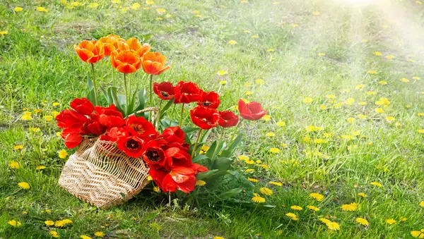 Group Many Gentle Aroma Cheer Elegant Lush Foliage Big Tulipa — Stock Photo, Image