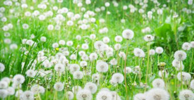 Kapalı bölge rüzgar eko yaşam sahnesi sıcak bitkisel arazi yeşil renk botanik sanatı. Makro manzarayı kapat parlak gövde kabarık rüzgar topu havası bulanık sarı güneş günü mesaj alanı alerjisi konsepti