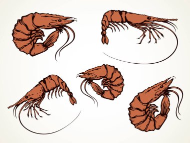 Kağıt üzerinde kocaman kırmızı bir kaplan bacağı. Ana hatlarıyla siyah mürekkep çizilmiş leziz deniz lezzeti buharlı öğle yemeği yaşam menüsü amblem tasarımı. Resim karalama retro yazdırma stili. Görüntüyü kapat