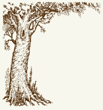 Vektör çizimi. Yaşlı bir meşe ağacı