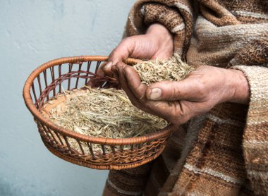 Yakından bakınca, zavallı kadın olgun, kuru pirinç yetiştirme ızgarası. İncil 'de geçen açlık. Kirli, sağlıklı erkek köylü kolu. Eko dök, dök, dök, dök, dök, dök, dök.