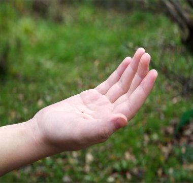 Genç erkek işçi İncil 'deki Tanrı' dan açık avuç içinden yeni bir güç üretmesini ve hayat umudu yaratmasını istiyor. Makro manzarayı kapat, bekar kız kuru sözcüğü al ağaç toprak toprak toprak toprak arazi biyolojik eko chia gıda mahsulü