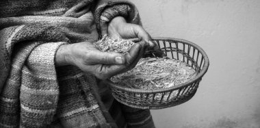 Yakından bakınca, zavallı kadın olgun, kuru pirinç yetiştirme ızgarası. İncil 'de geçen açlık. Kirli, sağlıklı erkek köylü kolu. Eko dök, dök, dök, dök, dök, dök, dök.