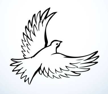 Vektör çizimi. Güzel uçan güvercin.