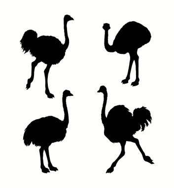 Yakından bakıldığında sevimli, hızlı, eğlenceli, tüylü, kocaman, kanatlı, evcil hayvan Rhea kum zemininde duruyor. Koyu renk çizgili kalem kağıdı el çizilmiş hayvanat bahçesi sembolü amblem sanat karalama engrav retro tarzı beyaz gökyüzü metin alanı