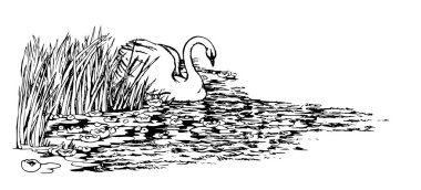 Vektör çizimi. Parktaki gölde iki kuğu..