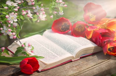 Grunge age dirty worn rough pray white desk space. God prayer holy joy happy gospel culture literary bright glow sun light love fresh apple tree plant branch red bloom bud gift art still life concept