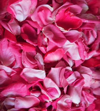 Eski retro sanat yumuşak sonbahar pastel mor aroma yığını metin kopyalama alanı. Güzel, kırsal festival. Parlak, bereketli bahar tomurcukları. Dekor, kutlama günü hediye kartı.