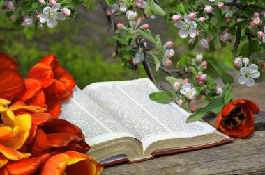 Grunge age dirty worn rough pray white desk space. God prayer holy joy happy gospel culture literary bright glow sun light love fresh apple tree plant branch red bloom bud gift art still life concept