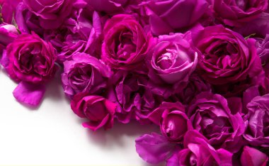 Eski moda sanat yumuşak sonbahar pastel krem renginde aroma yığını metin kopyalama alanı. Güzel, kırsal, şenlikli, parlak, bereketli bahar tomurcuğu dekoru dekoru, hediye günü kartı. Üst manzara afişini kapat.