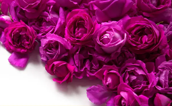 Eski moda sanat yumuşak sonbahar pastel krem renginde aroma yığını metin kopyalama alanı. Güzel, kırsal, şenlikli, parlak, bereketli bahar tomurcuğu dekoru dekoru, hediye günü kartı. Üst manzara afişini kapat.