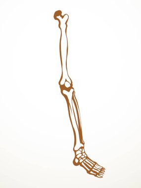 Front view old woman sick injury toe muscl tissue part ache hospital surgery care scan x ray radius white logo Black hand drawn femal upper fibular ankle injur medic xray ill pain exam line sketch art clipart