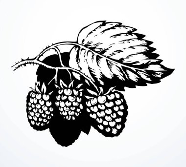 Parlak el, çiğ kırmızı Razz dalı çelenk çiçek çiftliği amblemi pictogram tasarımı retro sanat doodle outline baskı tarzı. Biyolojik Çevre Sağlığı tatlı sezonu bitkisel bitki örtüsü kağıt metin alanı arkaplanı