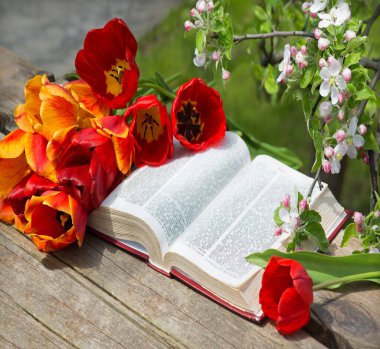 Grunge age dirty worn rough pray white desk space. God prayer holy joy happy gospel culture literary bright glow sun light love fresh apple tree plant branch red bloom bud gift art still life concept