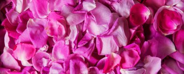 Eski retro sanat yumuşak sonbahar pastel mor aroma yığını metin kopyalama alanı. Güzel, kırsal festival. Parlak, bereketli bahar tomurcukları. Dekor, kutlama günü hediye kartı.