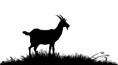 Silhouette of goat in the grass by the lake. Vector drawing clipart