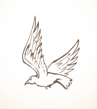 Vektör çizimi. Büyük uçan kuş