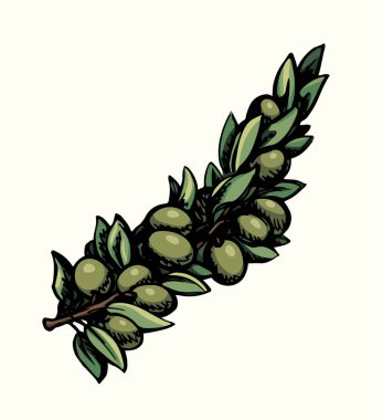 Vektör çizimi. Meyveli zeytin dalı