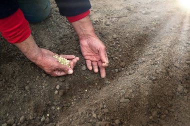 Yaşlı kadın işçi kolu genç kök kökü ile başlar. Yeni bir hayat umudu aşk hobisi yaratır. Yakın çekim makro manzara botanik ülkesi iyi kız taze ıslak humus gübre çamur biyolojik eko gıda konsepti