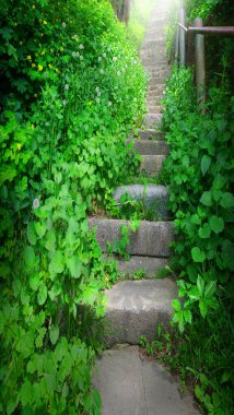 Kirli, kaba kaba, kaba, kaba, çatlak, güz yürüyüşü, kurşun bahçesi, hatta güneş günü kapısı, güneşli mesaj alanı. Büyüyen yemyeşil çiçeklerin çiçek açması sarmaşık sarmaşıkları duvar biyolojik eko otlar bitki manzarası büyür