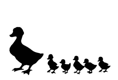 Yakından bakınca sevimli nehir gölü annesi Branta cygnus gaggle Cub row 'u koruyor beyaz metin alanı ayarlıyor. Siyah el çizilmiş genç pofuduk drake fauna go zoo road logosu antika köy çizgisi sanat tarzı