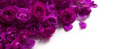 Eski moda sanat yumuşak sonbahar pastel krem renginde aroma yığını metin kopyalama alanı. Güzel, kırsal, şenlikli, parlak, bereketli bahar tomurcuğu dekoru dekoru, hediye günü kartı. Üst manzara afişini kapat.