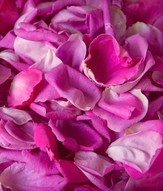 Eski retro sanat yumuşak sonbahar pastel mor morumsu aroma yığını metin kopyalama alanı. Güzel, kırsal, parlak bahar tomurcukları dekoru, hediye günü kartı. Üst manzara afişini kapat.