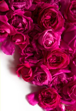 Eski moda sanat yumuşak sonbahar pastel krem renginde aroma yığını metin kopyalama alanı. Güzel, kırsal, şenlikli, parlak, bereketli bahar tomurcuğu dekoru dekoru, hediye günü kartı. Üst manzara afişini kapat.