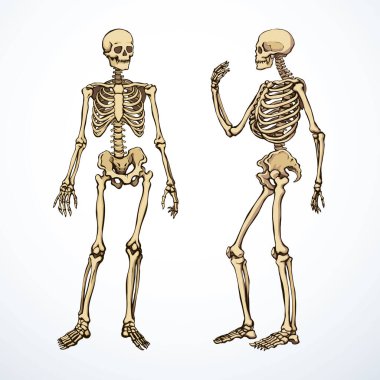 Ön taraf beyaz kol bacak kalça kalça kalça göğüs bakımı x ışını ölüm logosu ayarlandı. El çizimi Xray ölü omurga yaralanması. Ağrı kesici, klasik taslak çizimi, çizim çizimi, karikatür.