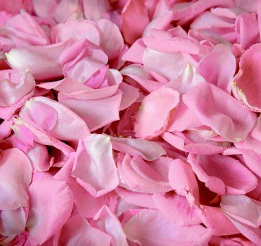 Eski retro sanat yumuşak sonbahar pastel mor aroma yığını metin kopyalama alanı. Güzel, kırsal festival. Parlak, bereketli bahar tomurcukları. Dekor, kutlama günü hediye kartı.