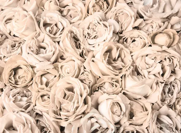 Eski sanat eseri yumuşak pastel mor renk aroma kafa yığını metin kopyalama alanı. Güzel, kırsal festival. Parlak, bereketli bahar tomurcukları. Dekor, kutlama günü hediye kartı.