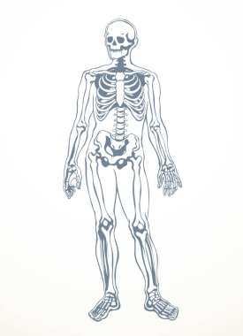 Ön manzara, bacak bacak kalça kalça, göğüs bakımı, röntgen filmi, ölüm logosu. El çizimi Xray ölü omurga yaralanması. Ağrı kesici, klasik taslak çizimi, çizim çizimi, karikatür.
