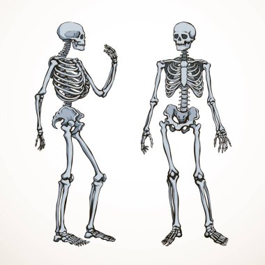 Ön taraf beyaz kol bacak kalça kalça kalça göğüs bakımı x ışını ölüm logosu ayarlandı. El çizimi Xray ölü omurga yaralanması. Ağrı kesici, klasik taslak çizimi, çizim çizimi, karikatür.