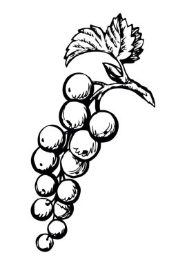 Ana hatları siyah mürekkepli el taze, taze, taze, ham, sağlıklı besleyici, yeşil rubrum tatlı amblemi tasarımı, retro sanat karalama çizgisi baskı stili. Çiçek dalını kapat botanik görüntüsü açık gökyüzü metin alanı deseni