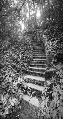 Kirli kırsal granit grunge kurşun bahçe kapısından düşüyor. Güneşli metin uzayından bile. Büyüyen yemyeşil sarmaşık sarmaşığı çiçek dalları duvar biyolojisi eko otu tropik bitki örtüsü manzarası konsepti