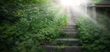 Kirli, kaba kaba, kaba, kaba, çatlak, güz yürüyüşü, kurşun bahçesi, hatta güneş günü kapısı, güneşli mesaj alanı. Büyüyen yemyeşil çiçeklerin çiçek açması sarmaşık sarmaşıkları duvar biyolojik eko otlar bitki manzarası büyür