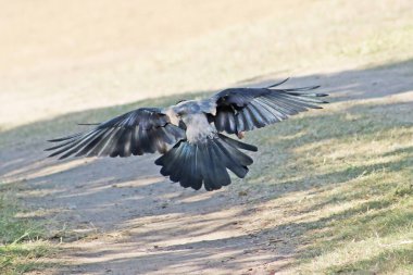 Crow in flight. Close up. Back view