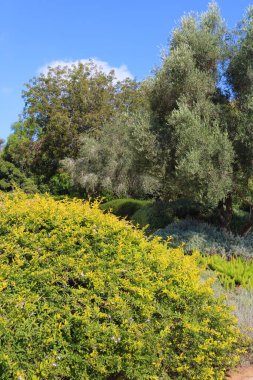 Ramat Hanadiv, Baron Edmond de Rothschild, Zichron Yaakov, İsrail Memorial Gardens park