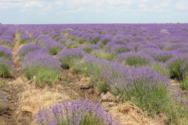 Güzel lavanta tarlası, Moldova