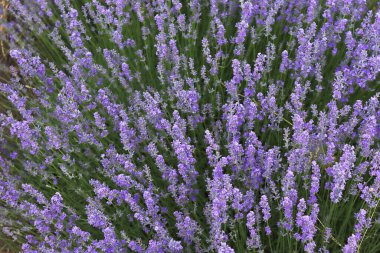 Lavanta çiçeklerini kapatın. Güzel lavanta tarlası, Moldova