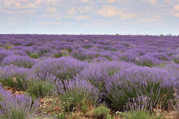 Красивое лавандовое поле, Молдова