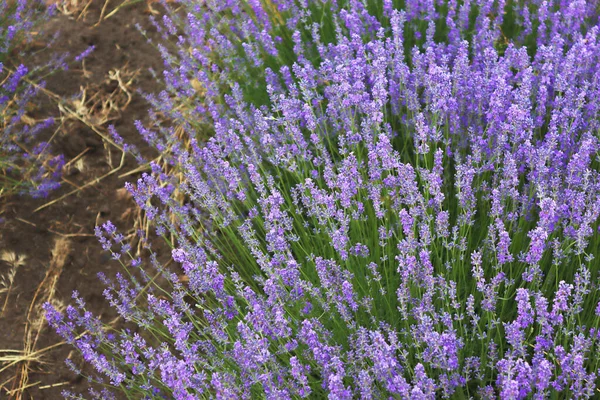 Close Lavender Flowers Beautiful Lavender Field Moldova — Stock Photo, Image