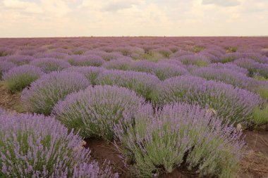 Güzel lavanta tarlası, Moldova
