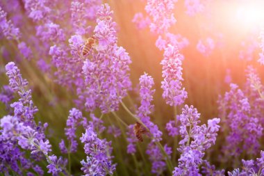 Lavanta çiçeğinin üzerindeki arı. Güzel lavanta tarlası, Moldova