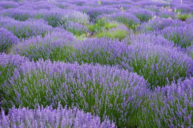 Güzel lavanta tarlası, Moldova