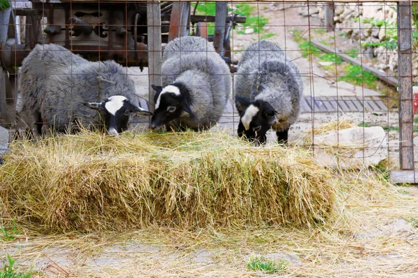 Trzy Owce Jedzące Słomkę Parku Archeologicznym Old Orhei Gmina Trebujeni — Zdjęcie stockowe