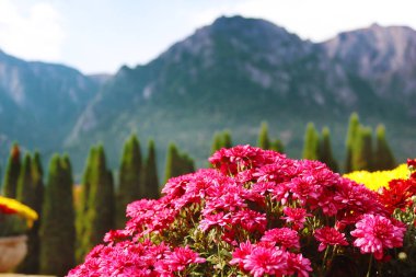 Romanya 'nın Cantacuzino Şatosu' ndan Karpatlar ve çiçekler