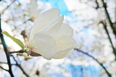 Blooming magnolia tree with beautiful white flower in the spring clipart