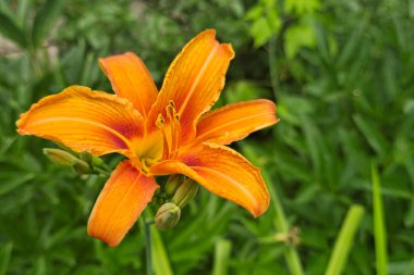 Bahçedeki Kaplan zambağı manzarası. Kapat.