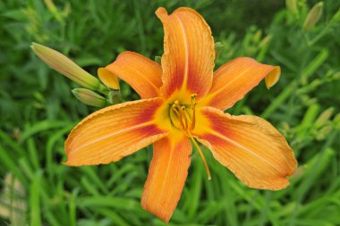 Bahçedeki Kaplan zambağı manzarası. Kapat.